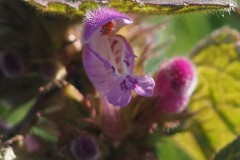 dovenetel#(20260304)b flora