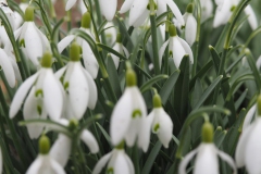 sneeuwklokje#(20170305) flora