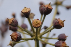 klimop#(20160306) flora