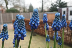 blauw druifjes#(20260307) flora