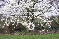 magnolia#(20260316) flora