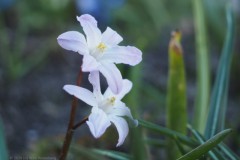 sneeuwroem#(20260318)a flora