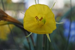 narcis#(20260318)a flora