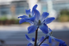 sneeuwroem#(20260318)b flora