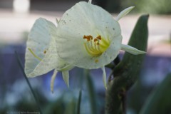 narcis#(20260318)c flora