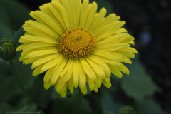 hartbladzonnebloem#(20260318) flora