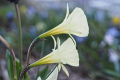 narcis#(20260318)b flora