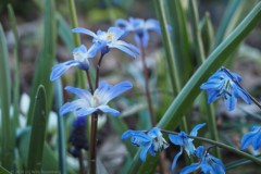 sneeuwroem#(20260318)c flora