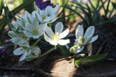 ornithogalum#(20260318) flora