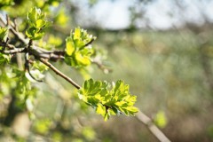 meidoorn#(20260318) flora