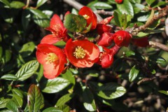 sierkwee#(20260318) flora