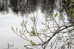 wilg#(20260320)b flora