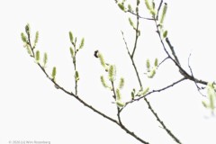 wilg#(20260320)d flora