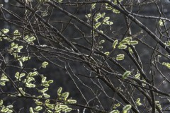 wilg#(20260320) flora