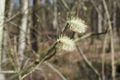 wilg#(20260320)a flora