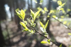 vogelkers#(20260321) flora