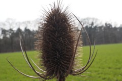 distel#(20260323) flora