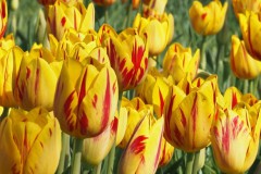 tulpen#(20260401) flora