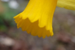 narcis#(20160403) flora