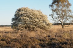 krentenboompje#(20260407) flora