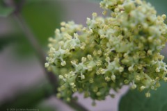 trosvlier#(20260409)b flora