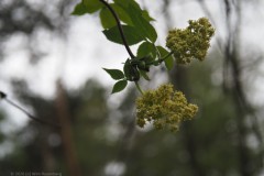 trosvlier#(20260409)a flora