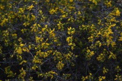 brem#(20260409) flora