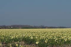 narcis#(20170409) flora