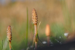 heermoes#(20190410) flora