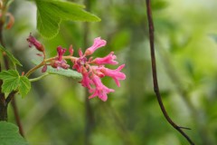 ribes#(20260411) flora