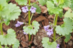 hondsdraf#(20260411) flora