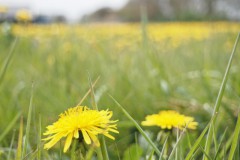 paardenbloem#(20260411) flora