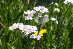 pinksterbloem#(20250412)a flora