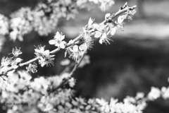 sleedoorn#(20250412) flora