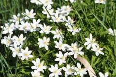 anemoon#(20250412) flora