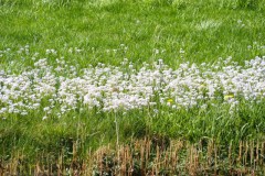 pinksterbloem#(20250412)b flora
