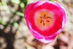 tulp#(20260412)b flora