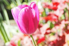 tulp#(20260412)a flora