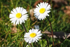 madelief#(20250412) flora