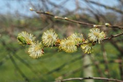wilg#(20250412) flora