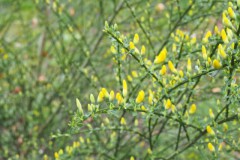 brem#(20250416) flora