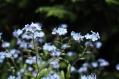 vergeet-mij-nietje#(20250416) flora