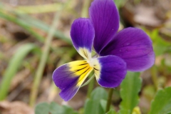 viooltje#(20140418) flora