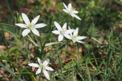 vogelmelk#(20250419) flora