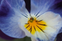 viooltje#(20180421) flora