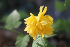 kerria#(20260424) flora