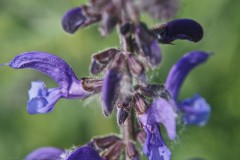 veldsalie#(20250426) flora