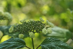 gelderse roos#(20250426)a flora