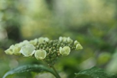 gelderse roos#(20250426)b flora