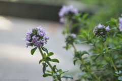 tijm#(20260426)a flora